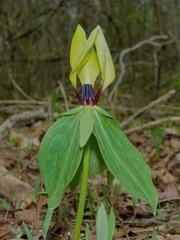 Trillium tennesseense