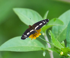 Castilia