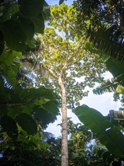 Hibiscus macrophyllus