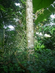 Hibiscus macrophyllus