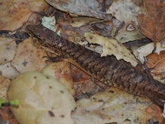 Elgaria coerulea coerulea