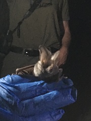 Macrotus californicus