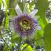 Granadilla - Photo (c) chioOlalde, some rights reserved (CC BY-NC), uploaded by chioOlalde