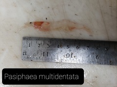 Pasiphaea multidentata