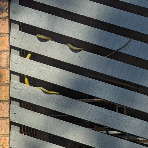 Common Tree Snake sighting