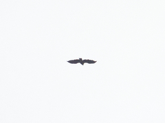 Spizaetus tyrannus