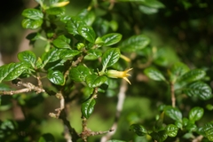 Geniostoma waialealae