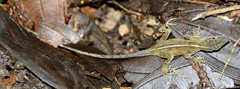 Anolis fuscoauratus