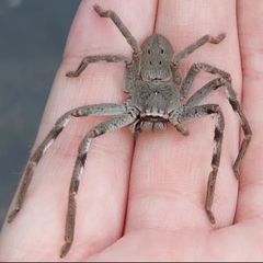 Isopedella victorialis
