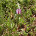 Vicia sativa - Photo (c) Chuangzao, μερικά δικαιώματα διατηρούνται (CC BY-NC), uploaded by Chuangzao