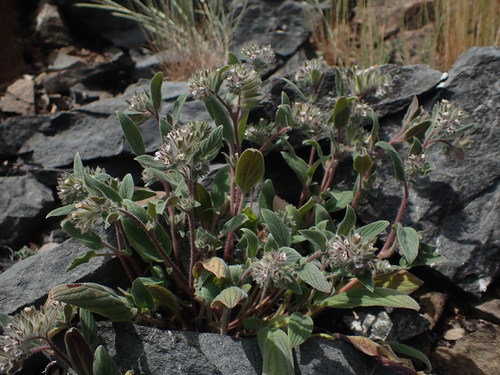 Mt. Diablo phacelia (Phacelia phacelioides)