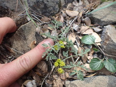 Lomatium observatorium