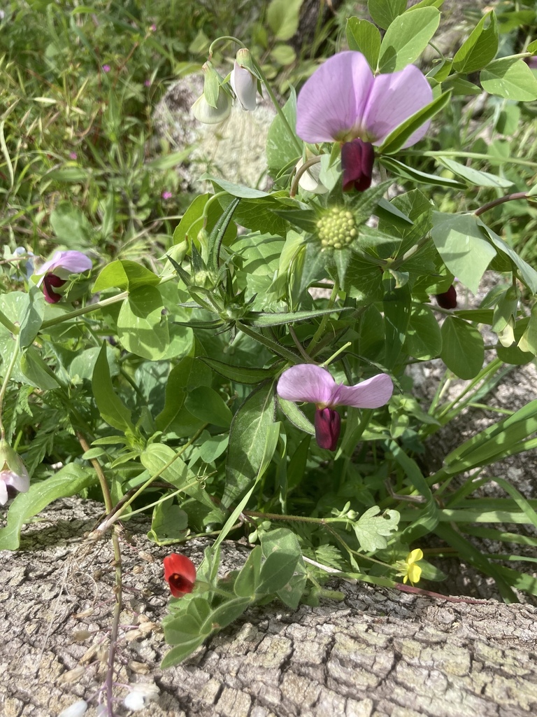 Common Pea