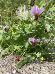 Lathyrus oleraceus