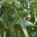 Quercus laevis - Photo (c) Bruce Kirchoff, algunos derechos reservados (CC BY)