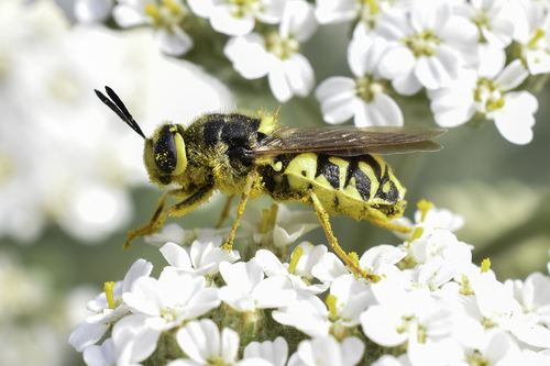 Stratiomys maculosa