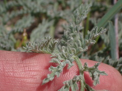Lomatium observatorium