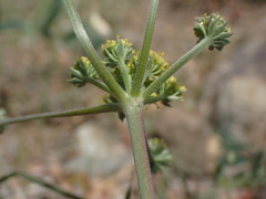 Lomatium observatorium