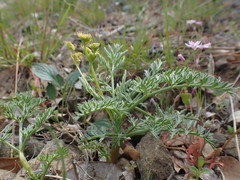 Lomatium observatorium