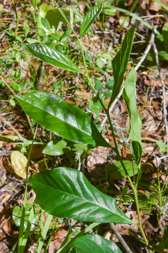 Asimina parviflora image