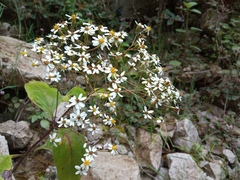 Schistocarpha liebmannii