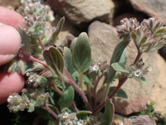 Phacelia phacelioides