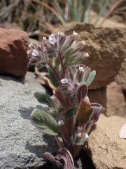 Phacelia phacelioides
