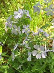 Phlox divaricata divaricata