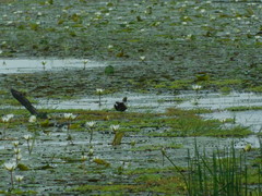 Jacana jacana