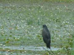 Rostrhamus sociabilis