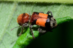 Enoclerus ichneumoneus