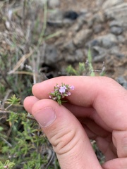 Micromeria herpyllomorpha