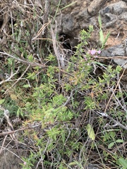 Micromeria herpyllomorpha