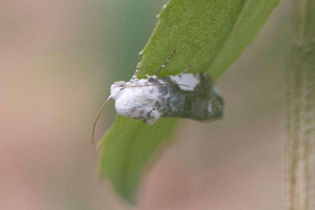 Tarache ardoris