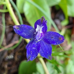 Delphinium glareosum