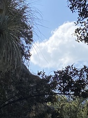 Pteroptochos megapodius