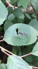 Rainieria antennaepes