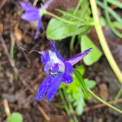 Delphinium glareosum