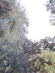 Pteroptochos megapodius