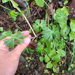 Delphinium glareosum