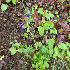 Delphinium glareosum