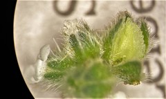 Cryptantha pterocarya pterocarya