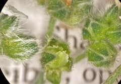 Cryptantha pterocarya pterocarya