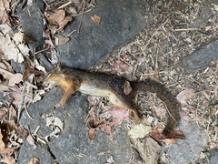 Notocitellus annulatus