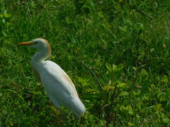 Bubulcus ibis
