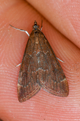 Pyrausta atropurpuralis