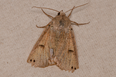 Cissusa indiscreta