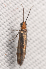 Eriocraniella variegata