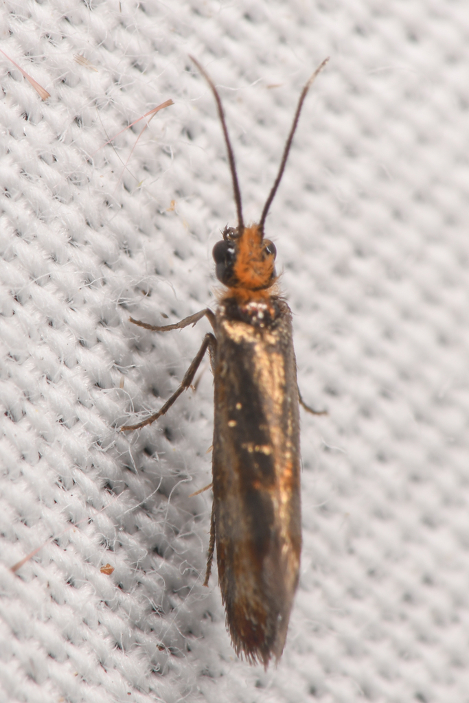 Eriocraniella variegata
