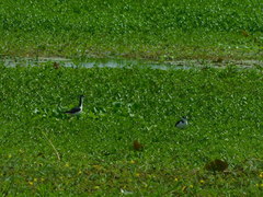 Himantopus mexicanus